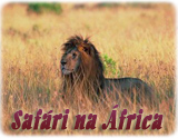 Safari Africa