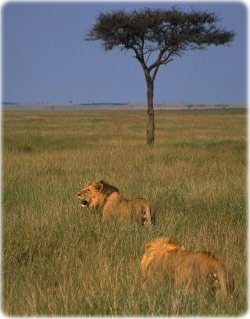 Leões Africanos