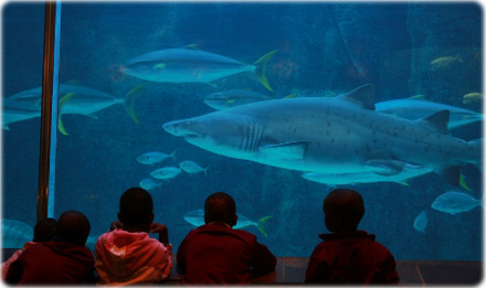 Oceans Aquarium